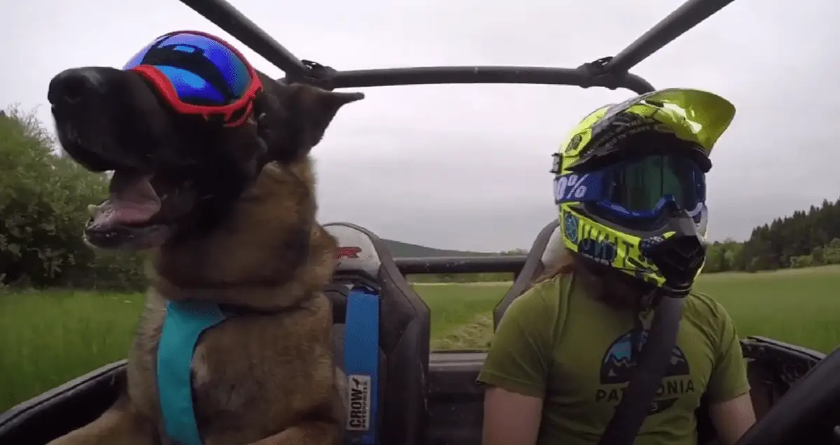 Best UTV For Dogs | Best UTV For Riding With Dogs