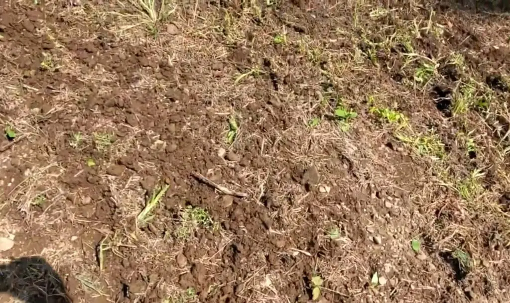 Armed with a UTV and a grin, I scattered seeds using a seed spreader, transforming untouched land into a thriving food plot for the wildlife.